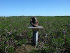 Bahamas' Bimini: Way off the path
