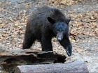 Florida might legalize black bear hunting