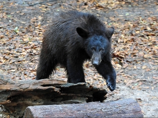 Florida might legalize black bear hunting