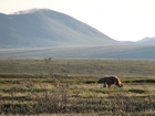 Obama's wildlife plan renews drilling debate