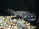 Officials allegedly eat endangered salamander