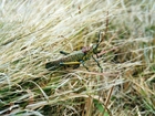 Madagascar locust plague could create famine