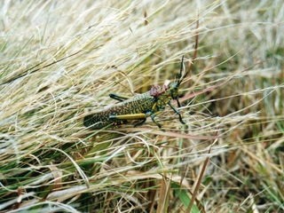 Madagascar locust plague could create famine