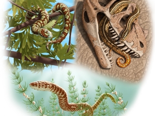 Earliest snakes lived alongside the dinosaurs