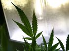 Washington D.C. legalizes recreational marijuana