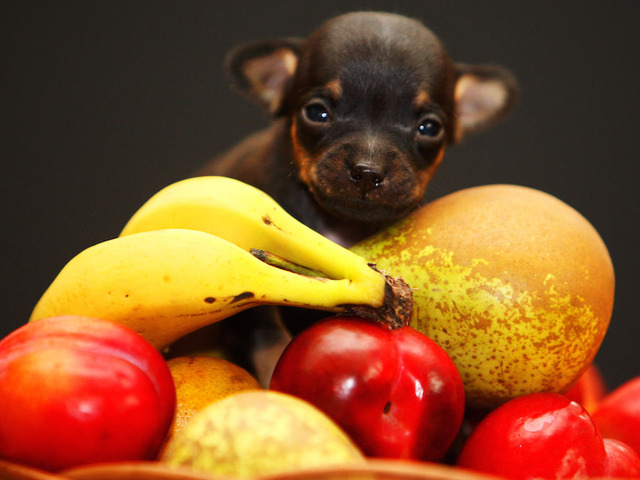 Abc News List Of Dog Food Toxic To Dogs Abc News List Of Dog Food Toxic To Dogs