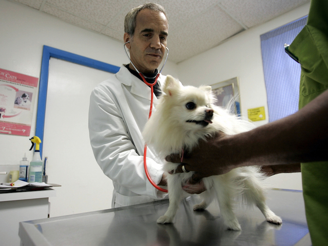Dog flu on the rise: How to protect your pooch