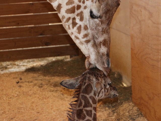 April's 'Giraffe Cam' is back...sort of - WRTV Indianapolis