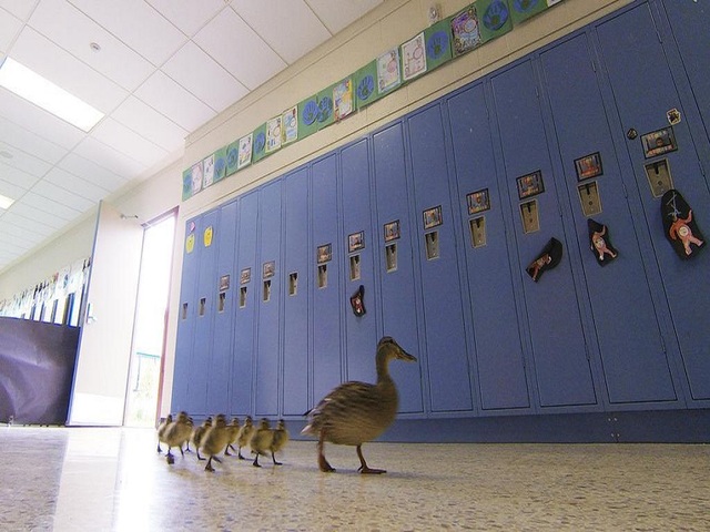 Mama, ducklings take annual walk through school