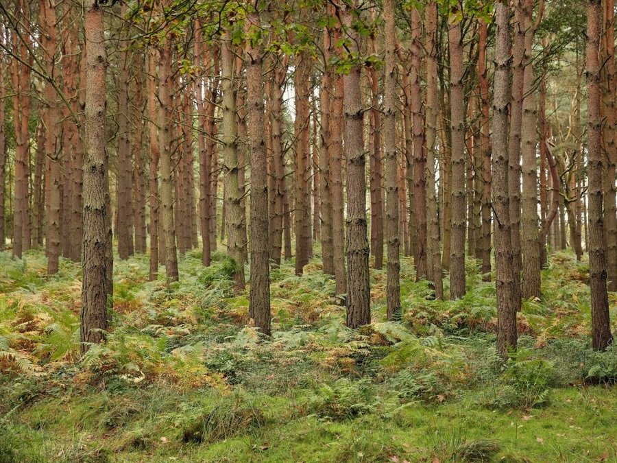 15 Indiana counties sharing in $210K in timber sale revenue - TheIndyChannel.com...