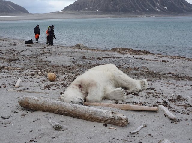 Cruise line faces backlash over shooting of polar bear